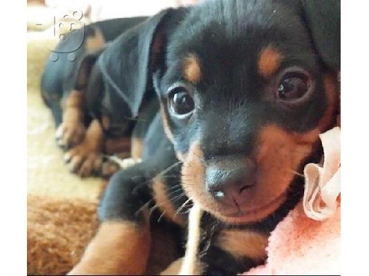 ΜΑΥΡΑ Labrador καθαροαιμα κουταβακια απο γονεις με pedigree ΑΘΗΝΑ ΚΡΗΤΗ 6979314054...